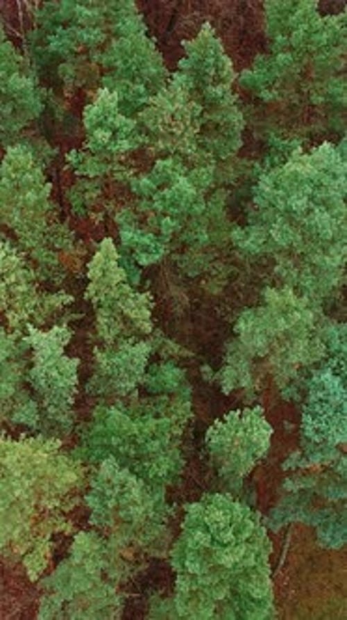 Trees top view. Beautiful view over the tops of forest trees