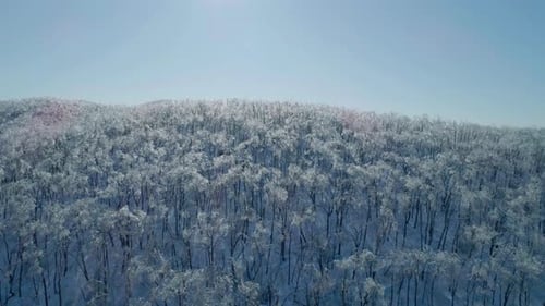 Aerial View of a Frozen Forest with Snow Covered Trees at Winter Flight Above Winter Forest Aerial