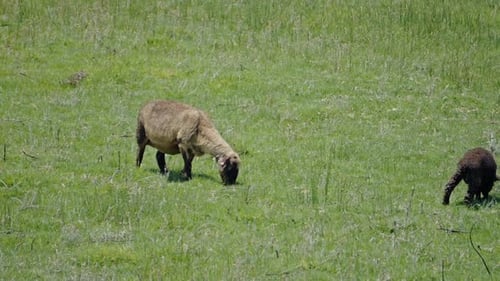 Deux moutons paissant paisiblement dans une prairie verdoyante, l'un bronzé avec les pattes et la tête foncées, et l'autre