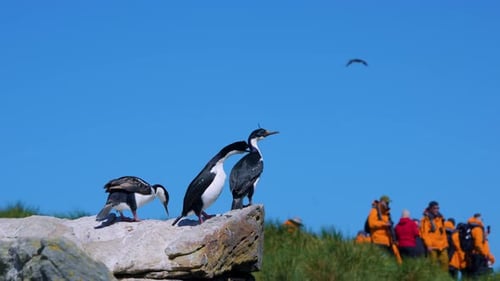 Turistas do Imperial Shags Turismo de Vida Selvagem nas Ilhas Malvinas em Nova Ilha.