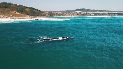 As baleias francas do sul, Eubalaena australis. Mãe e filhote das baleias francas nadam perto
do Brasil
