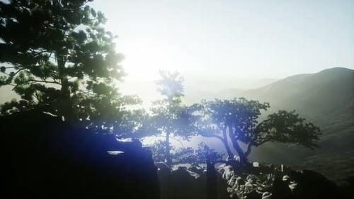 Sun Beams Through Trees