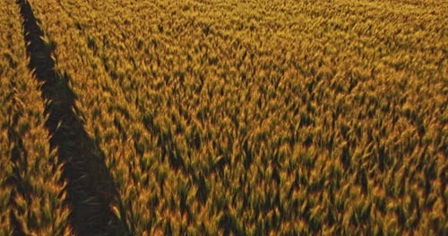 Aerial shot of a yellow field of wheat