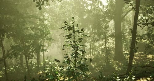 Lush Green Foliage Illuminated By Soft Sunlight in a Serene Forest Environment