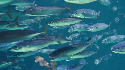 School of Mackerel Fish Swimming Underwater