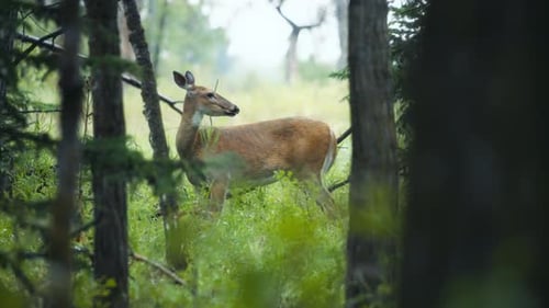 A deer feeding in the woods between the pine trees