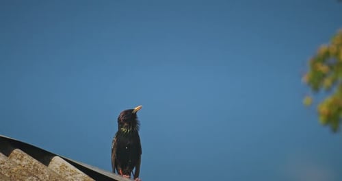 Bird Singing on Rooftop with