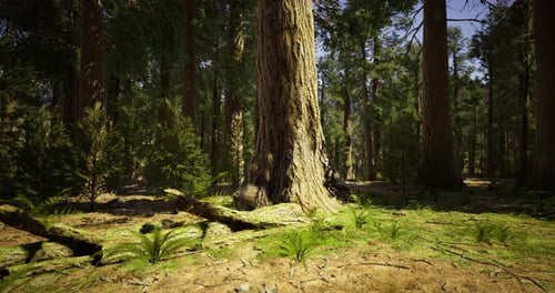 Majestic Forest Landscape with Tall Trees and Lush Greenery in Daylight