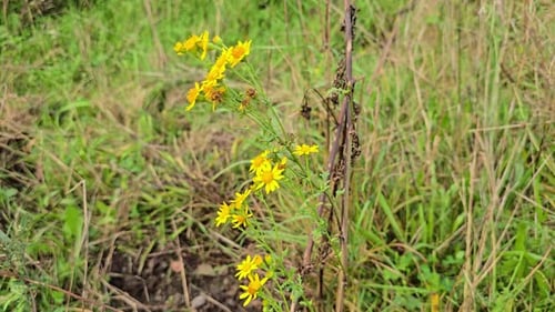 jacobaea vulgaris or senecio jacobaea flowers blooms in a strong yellow on meadow