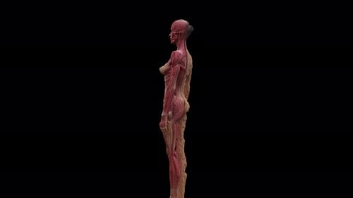 Human Anatomy Muscular System Female Alpha Channel