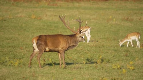 Rotwild, Hirsch, spaziert durch grüne Wiese in der Nähe von grasenden Damhirschen Majestätisches männliches Reh, das sich ruhig bewegt