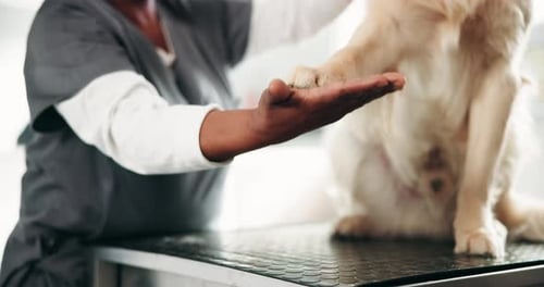 Hand, dog and paw for veterinary, trust and consultation with pet health or clinic assessment
