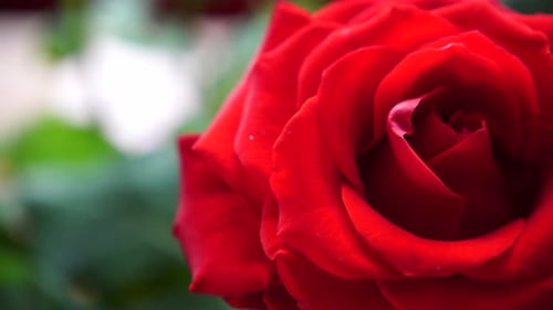 Elegant Red Rose Close-Up for Love and Romance