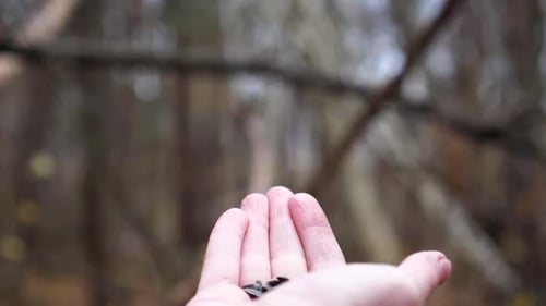 Bird Feeds from Hand in a Natural Setting
