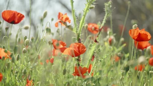 panorama of a green meadow with red poppy flowers, close-up,