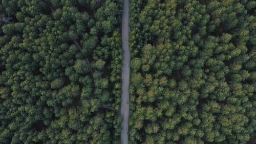 Aerial view flying over a dirt forest road green trees of dense woods growing both sides.pine forest