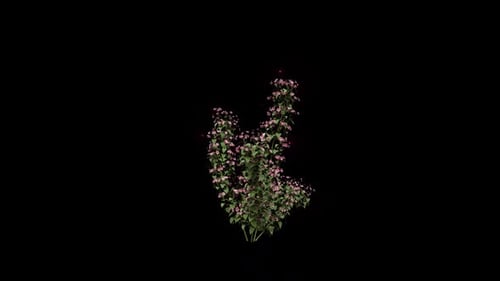 Bauhinia Flowers Growing With Particles