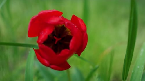 Flower Red Tulip Growing in Nature Green Grass Summer Garden in Floral