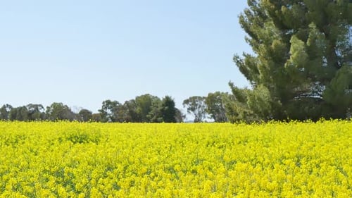 Yellow canola flower field landscape