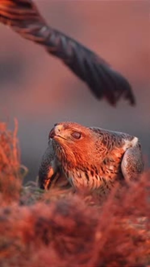 Majestic Bird of Prey Close Up in Golden Light