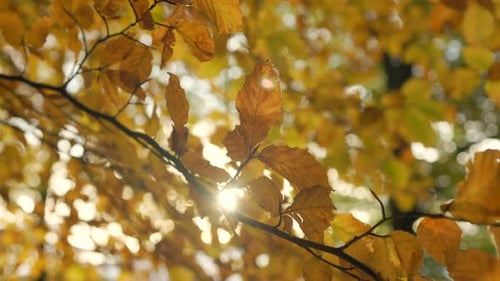 Yellow Leaves Backlit by Autumn Sunlight