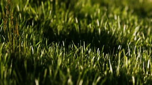 Green Fresh Grass As a Nice Background