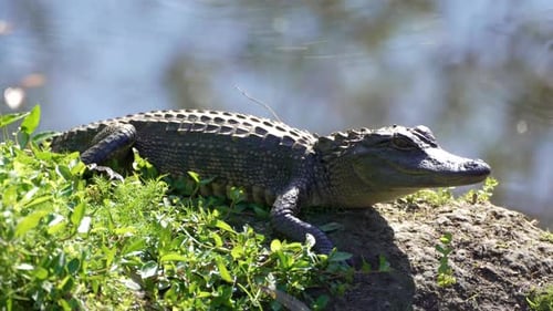 Jacaré juvenil se aquecendo ao sol perto de um lago de água doce na vida selvagem natural do pântano da Flórida