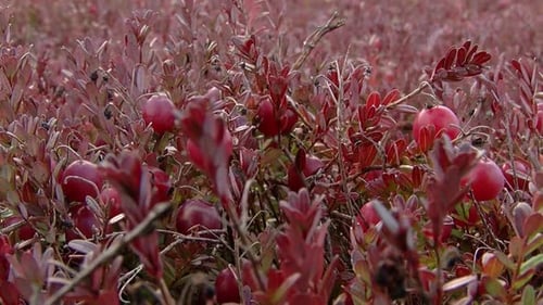 Grandes baies Canneberges sur un buisson aux feuilles rouges