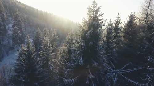 Aerial View of Coniferous Forest in Winter