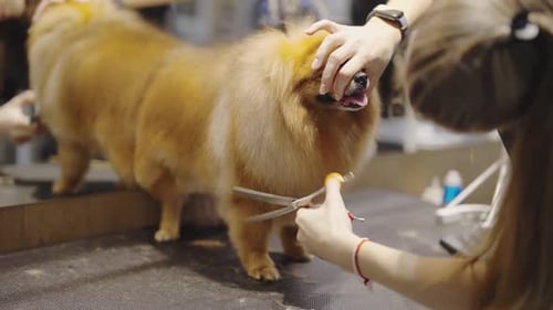 Dog Having Haircut at Grooming Salon