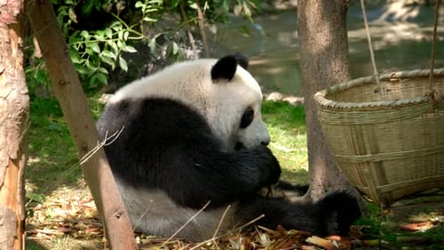 Panda Bear Eating Bamboo in Natural Habitat