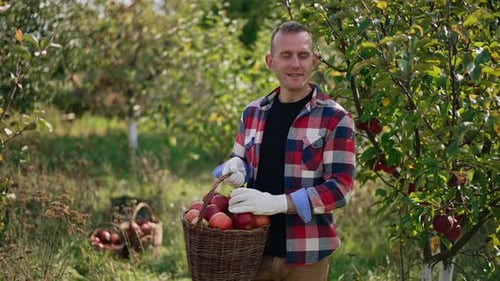 Man Harvesting Ripe Apples in Sunny Orchard