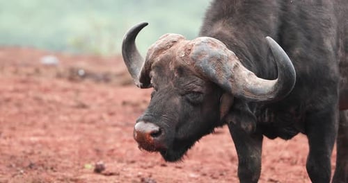 Cape Buffalo mit riesigem Hornknabbern im Aberdare-Nationalpark, Kenia, Ostafrika. Nahaufnahme