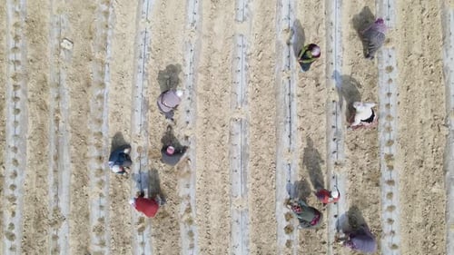 Aerial View of People Farming in Field