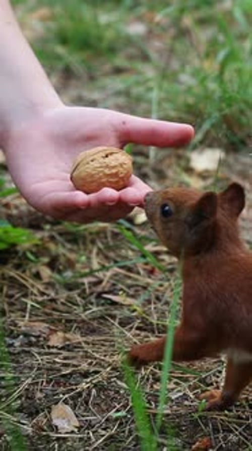 Hand Feeding Nuts to Friendly Brown Squirrel in Park Setting