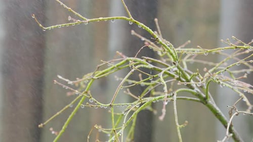 Serene Rainfall on Tree Branches in a Natural Outdoor Scene