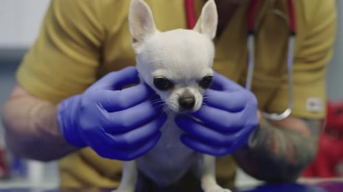 Examination of Animals in the Veterinary Clinic is an Important Procedure