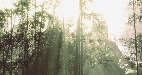 Sunlight Filters Through Bamboo in a Serene Forest Setting