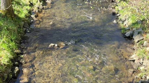 Clear water flowing in a shallow stream
