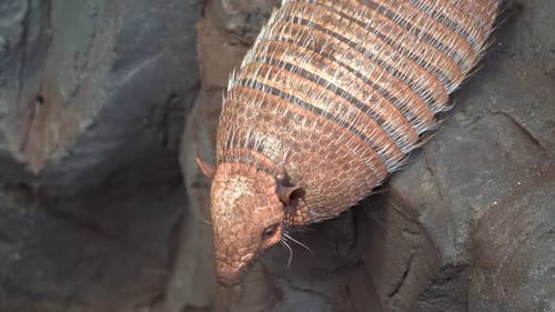 Dasypodidae is a family of mostly extinct genera of armadillos. One genus, Dasypus, is extant