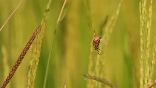 Spider in web - waiting for hunt .