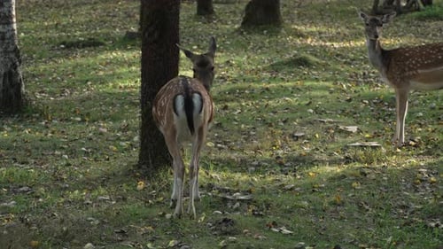 Whitetail spotted young deer licking fur and walking in the forest slow motion. Young true deer