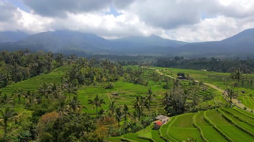 Aerial of Lush Green Rice Terraces in Tropical Countryside in Bali Indonesia