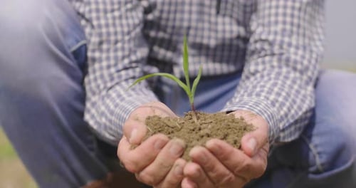 Farmer Holding Sprout With Soil In Hand