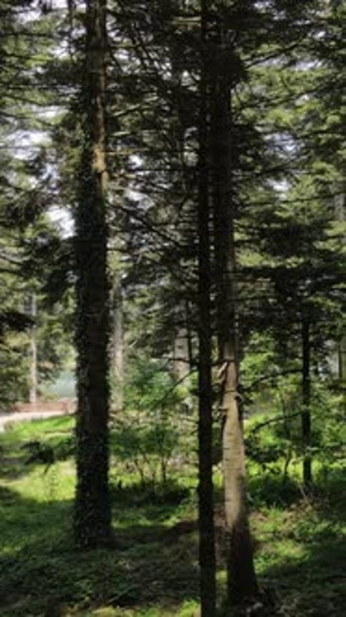 Epic Natural Forest Trees Aerial