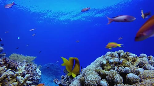 Colourful Tropical Fish and Corals