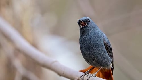 Artistic morning light on a singing Redstart in the understory.