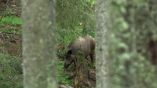 Wild Boar Walking in the Forest