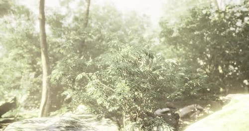 Sunlight Filtering Through Green Foliage in a Serene Forest Setting