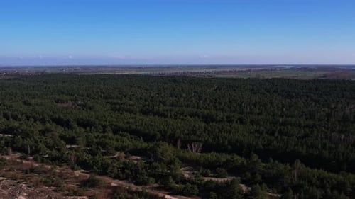 Aerial View of Forest in Gdansk Poland Drone Shot Flying Over Spruce Conifer Treetops Nature